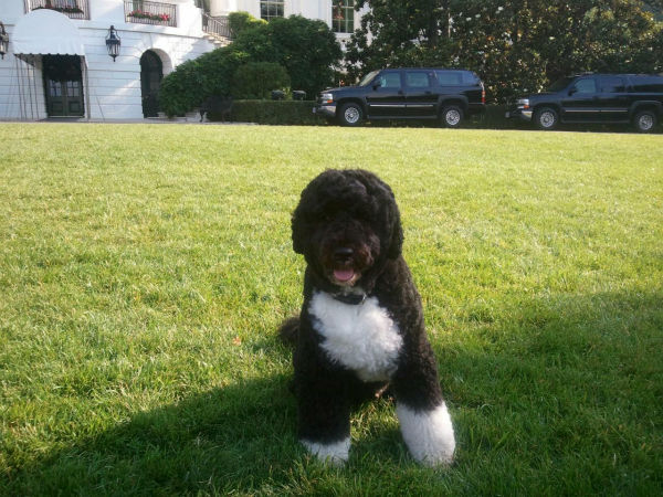 Bo, President Obama's dog, came out to the South...